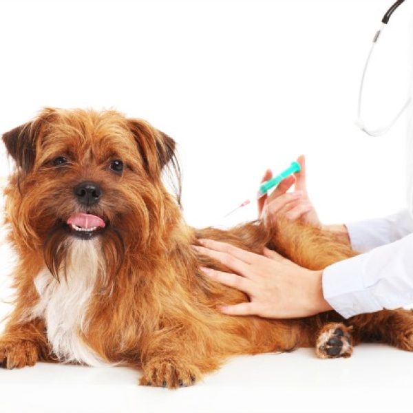 vaccination
